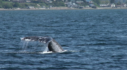 Gray Whale, Whale, Baleen Whale, Fluke, 4K