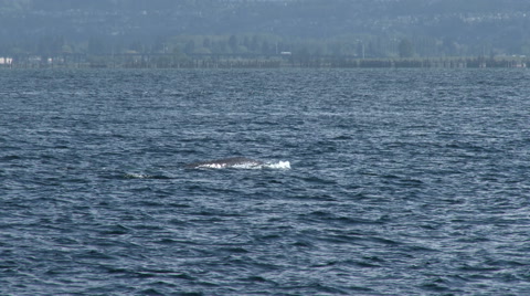 Gray Whale, Whale, Baleen Whale, Fluke, 4K