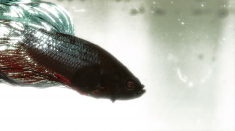 Better, Fish, Aquarium, Siamese Fighting Fish