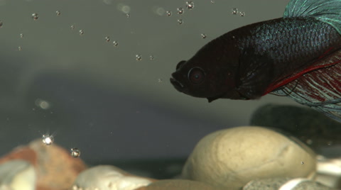 Better, Fish, Aquarium, Siamese Fighting Fish