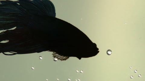 Better, Fish, Aquarium, Siamese Fighting Fish