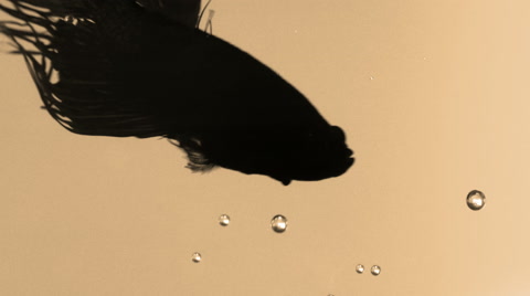 Better, Fish, Aquarium, Siamese Fighting Fish