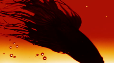 Better, Fish, Aquarium, Siamese Fighting Fish