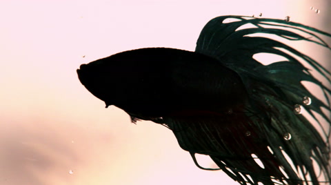 Better, Fish, Aquarium, Siamese Fighting Fish