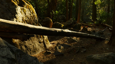 4K Yosemite Forest Sunlight 02 Sunset Tilt Up