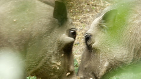 African Warthogs