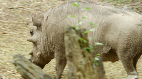 An African Warthog
