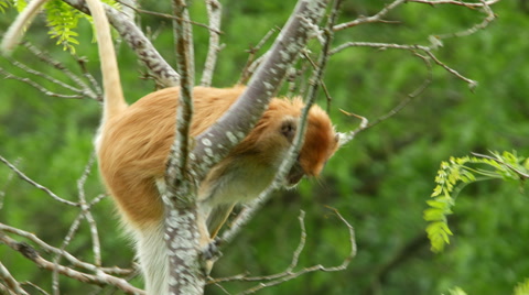 Patas Monkey, 4K