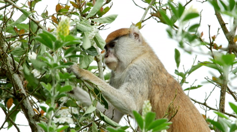 Patas Monkey, 4K