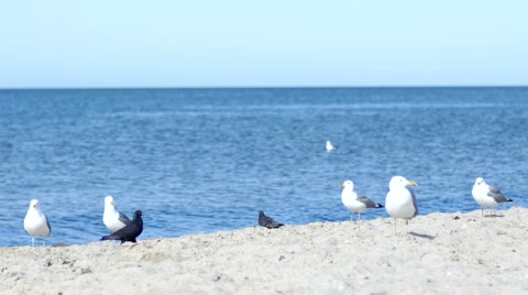 Blue Water Sea Gulls And Birds On A Sand On A Shore