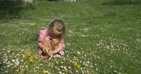 Baby Girl Collects Dandelions In The Grass Chamomile Flowers