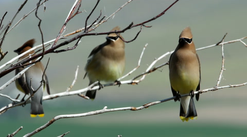 Cedar Waxwings, Birds