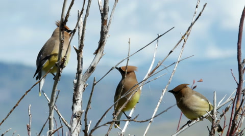 Cedar Waxwings, Birds