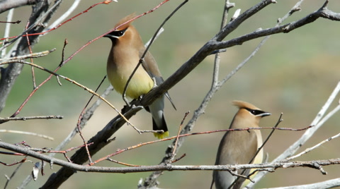 Cedar Waxwings, Birds