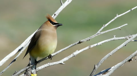 Cedar Waxwing, Bird