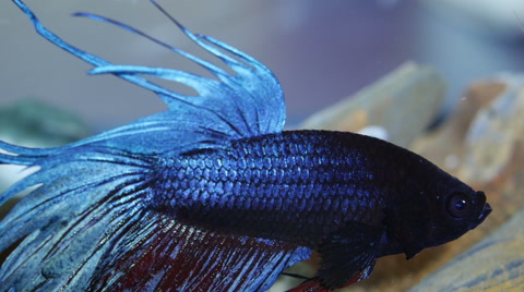 Betta, Siamese Fighting Fish, Fish, Aquarium