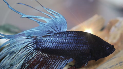 Betta, Siamese Fighting Fish, Fish, Aquarium