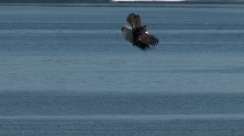 Eagle, Bald Eagle, Bird, Fly, Flight, Flying