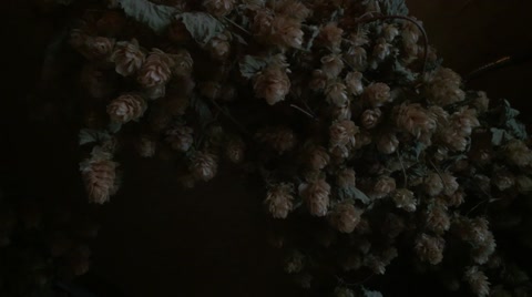 Beer Hops On The Ceiling Of A Pub Used As Decoration