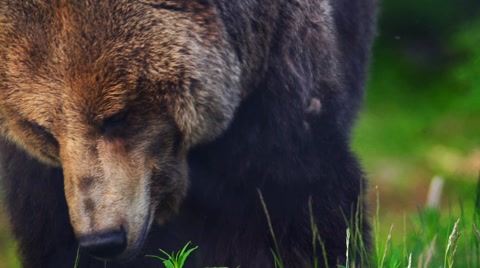 Brown Bear In The Forest