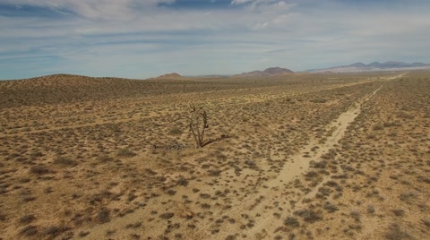 Lonely Desert Tree By The Highway