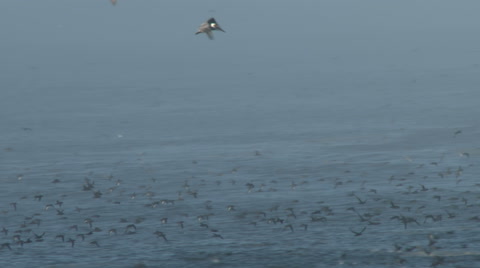 Shearwater Seabirds Flying In Fog