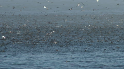 Shearwater Seabirds Flying In Fog