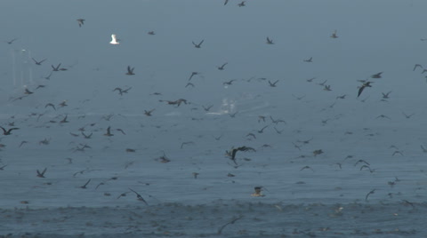 Shearwater Seabirds Flying Just Above The Sea In Fog
