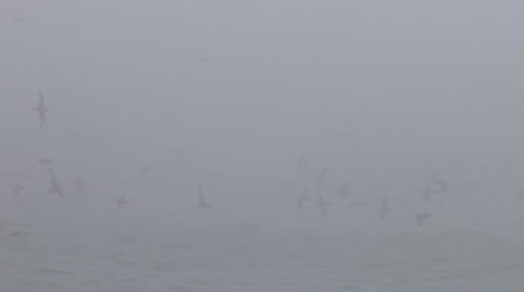 Shearwater Seabirds Flying Just Above The Sea In Fog