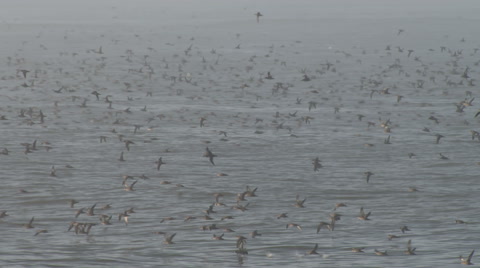Shearwater Seabirds Flying Just Above The Sea In Fog