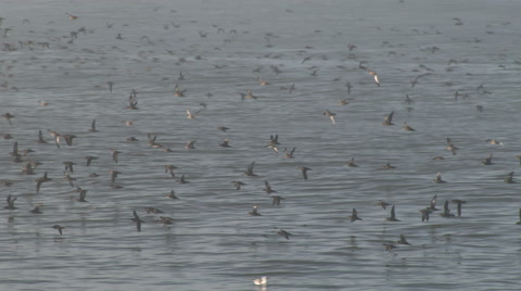 Shearwater Seabirds Flying Just Above The Sea In Fog