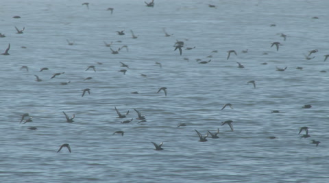 Shearwater Seabirds Flying Just Above The Sea