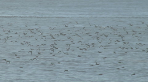 Shearwater Seabirds Flying Just Above The Sea