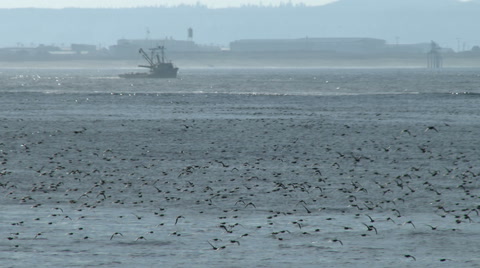 Shearwater, Seabird, Birds, Fly, Flight, Flying