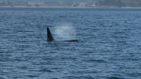 Orca, Killer Whale, Blackfish, Whale