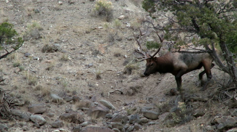 Elk, Yellowstone National Park
