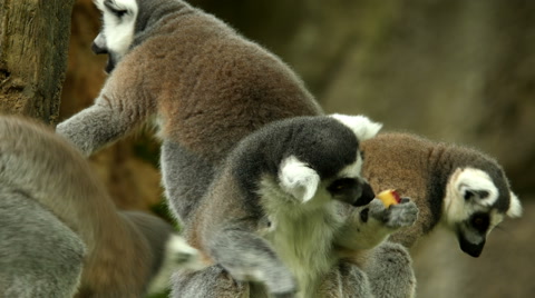 Ring-Tailed Lemurs Feeding Time
