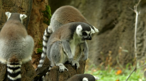 Ring-Tailed Lemurs, Feeding Time