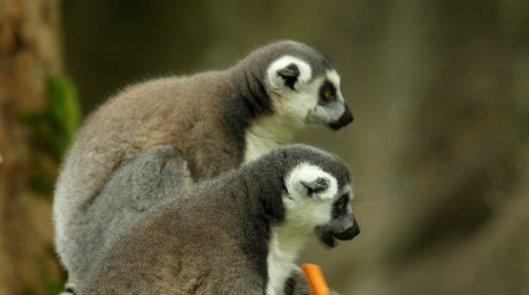 Ring-Tailed Lemurs Feeding Time