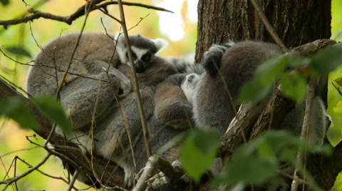 Ring-Tailed Lemurs Startled