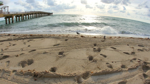 Shores Of Sunny Isles Beach Fl