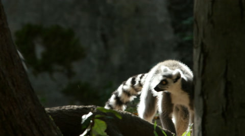 Ring-Tailed Lemurs