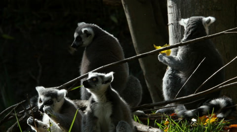 Ring-Tailed Lemurs