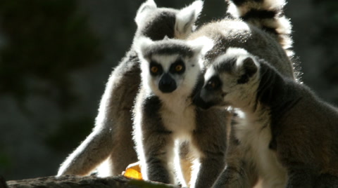 Ring-Tailed Lemurs