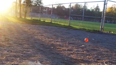Dog Chasing Ball In A Park
