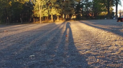 Dog Chasing Ball In A Park