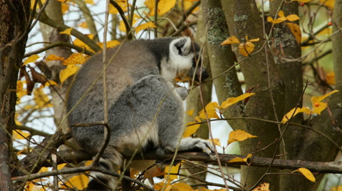 Ring-Tailed Lemur, Fall Leaves