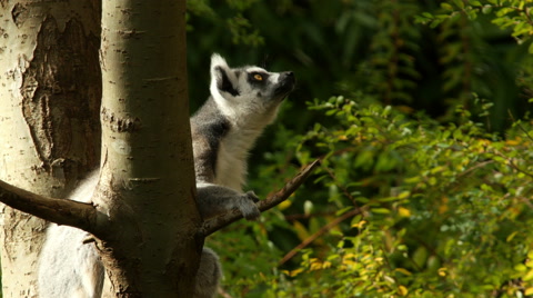 Ring-Tailed Lemur Looks Around Nervoussly
