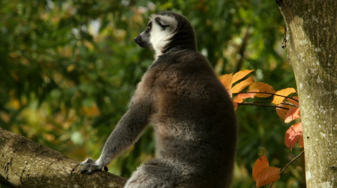 Ring-Tailed Lemur, Sitting, Profile