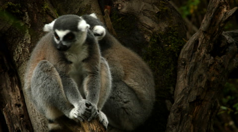Ring-Tailed Lemurs, Sitting